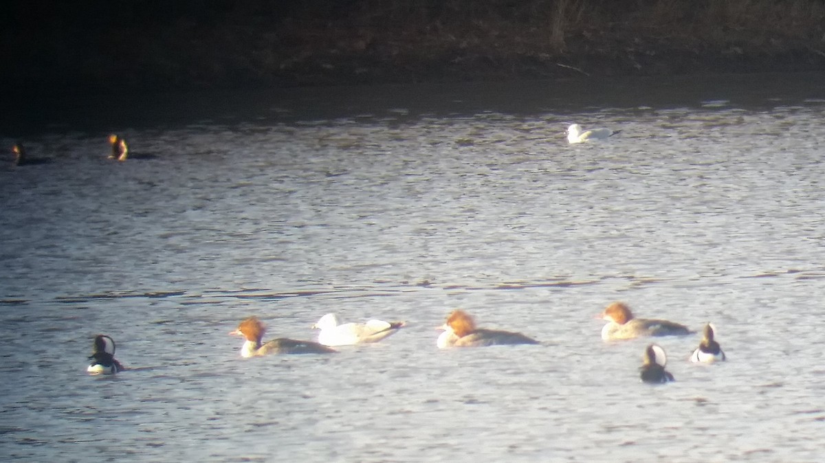 Common Merganser - Jelmer Poelstra