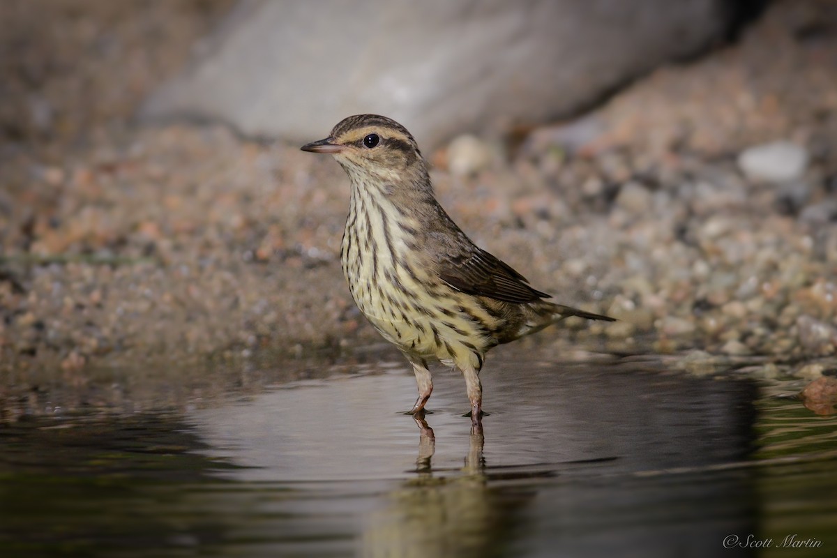 Northern Waterthrush - ML84619761