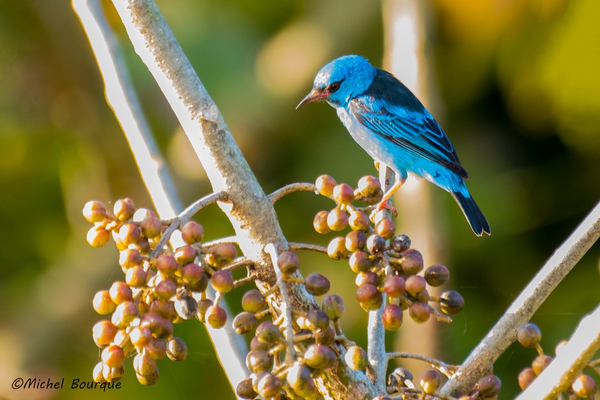 Blue Dacnis - ML84620051