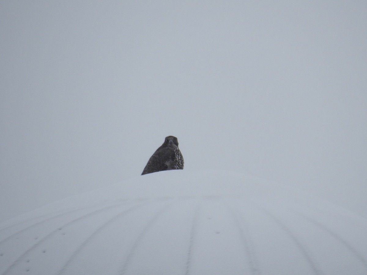 Gyrfalcon - Yvan Bernier