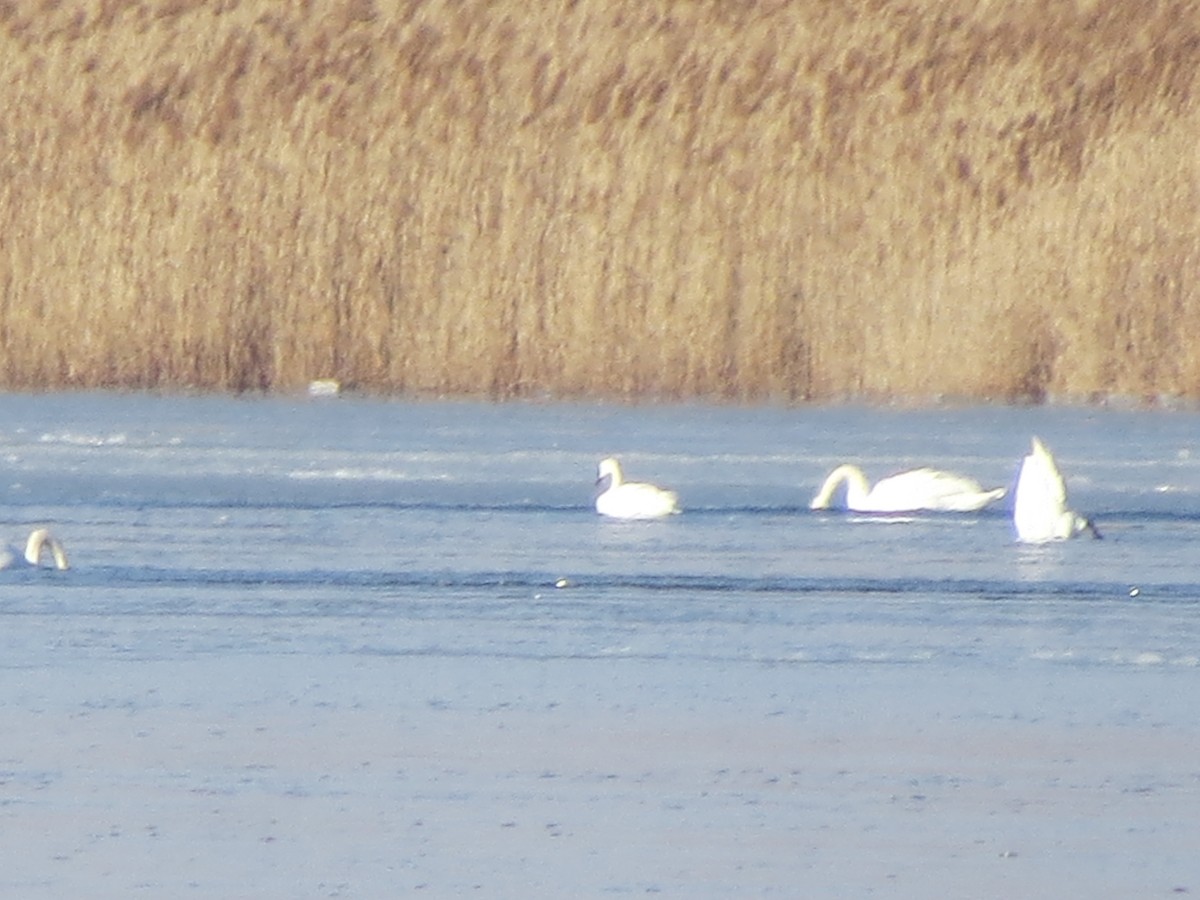 Tundra Swan - ML84620511