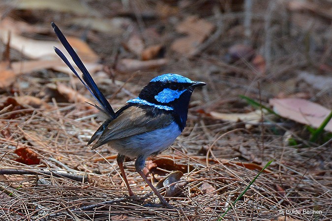 Superb Fairywren - ML84620991