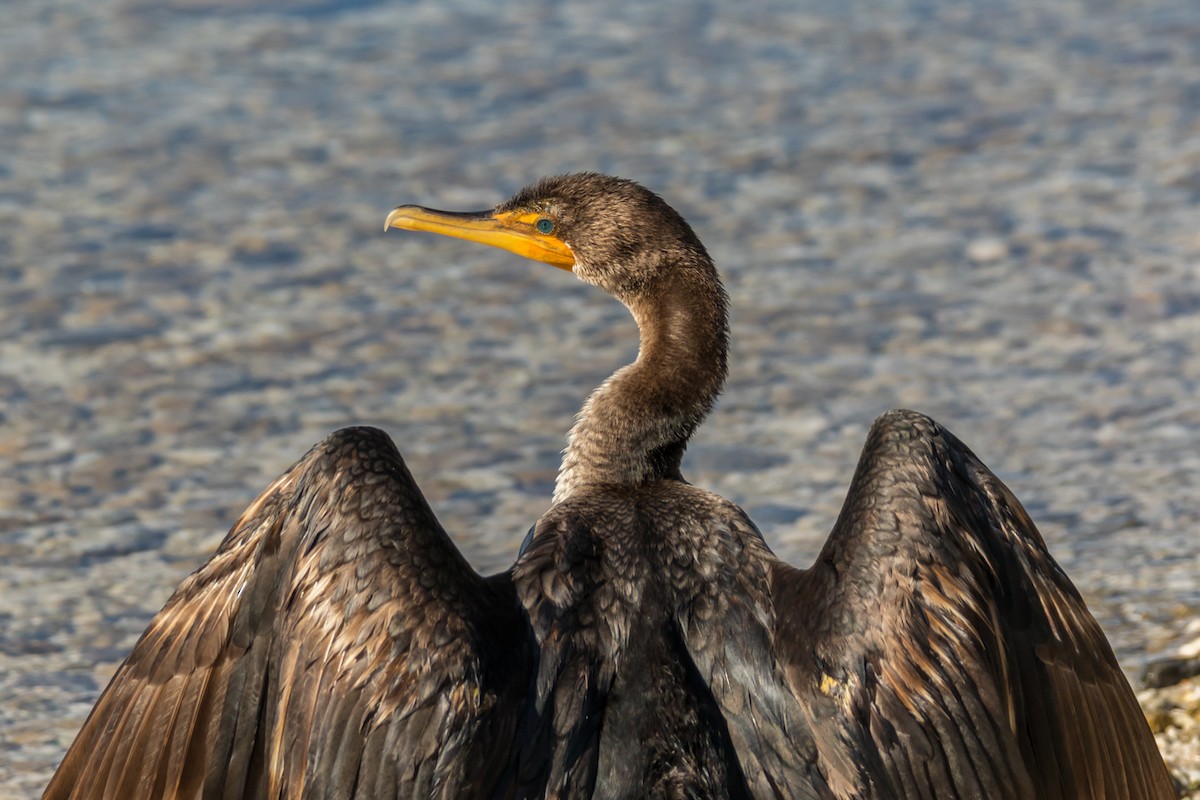 Double-crested Cormorant - Kyle Blaney