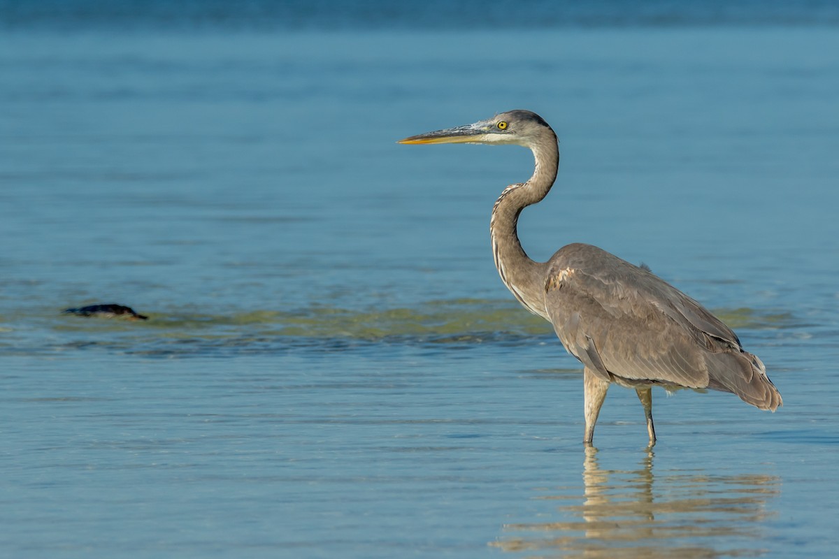 Great Blue Heron (Great Blue) - ML84621951