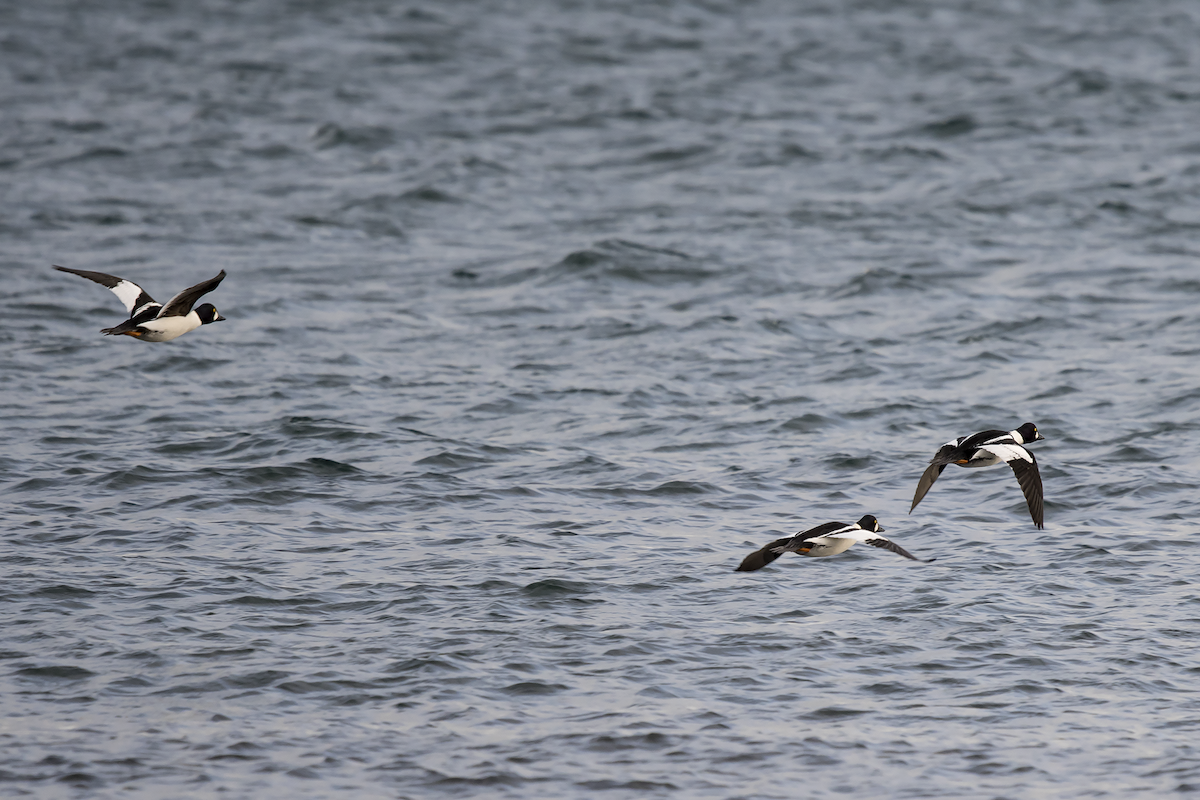 Common Goldeneye - ML84622331