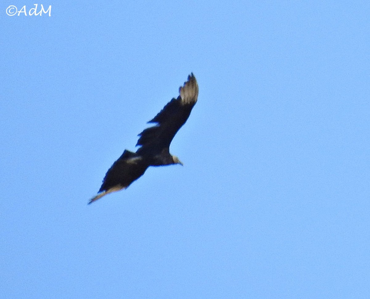 Black Vulture - Anita de Moulin