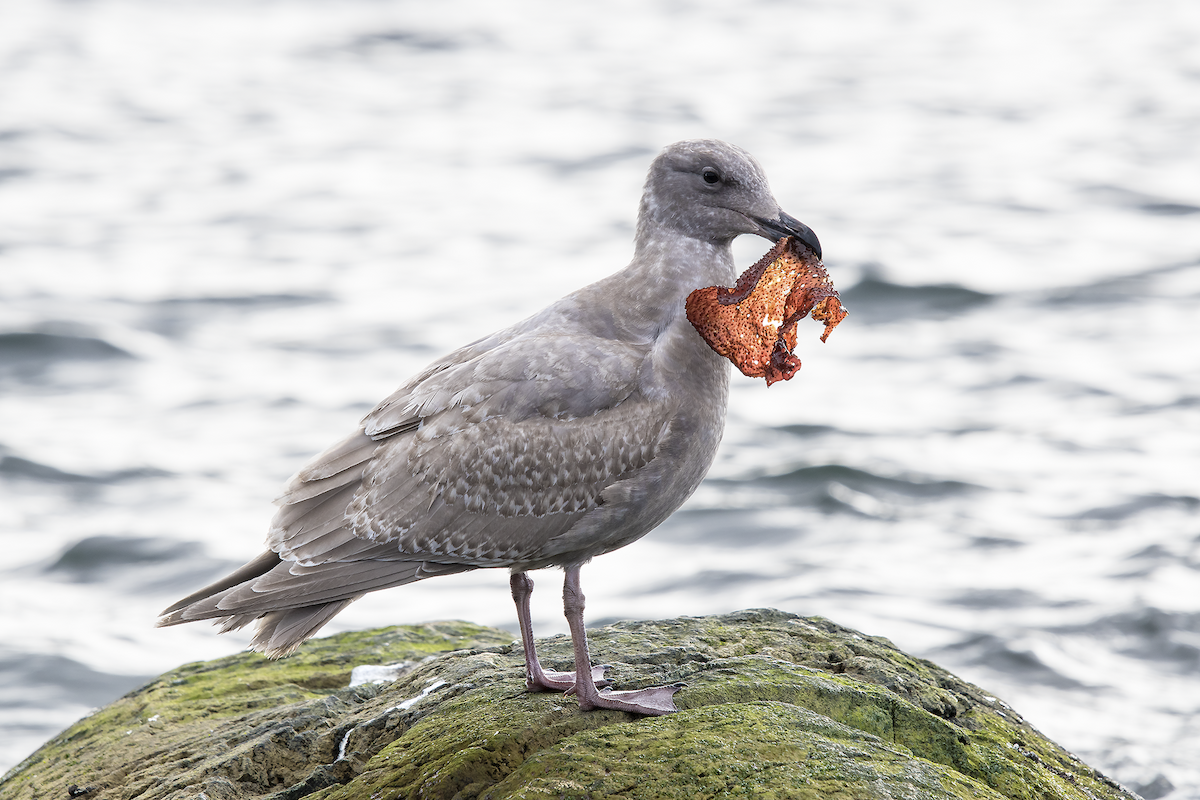 Glaucous-winged Gull - David Badke