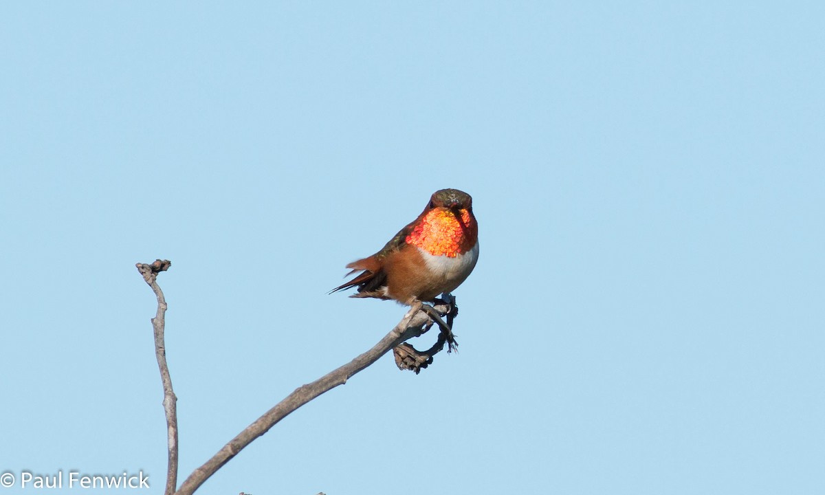 Allen's Hummingbird - ML84623841