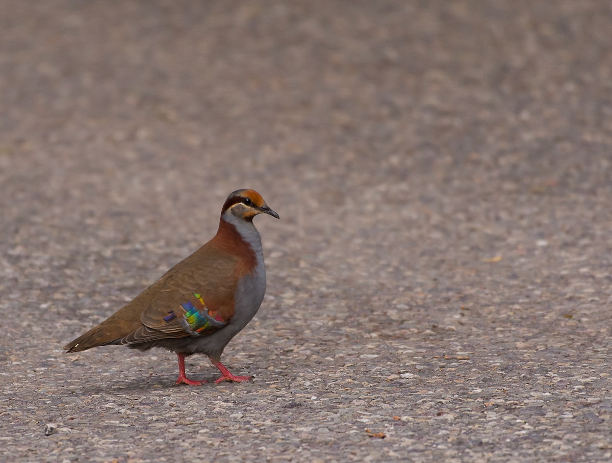 Brush Bronzewing - ML84624031