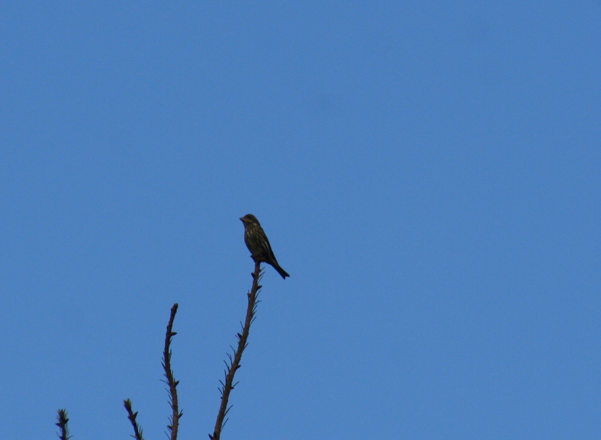 Purple Finch - ML84625471