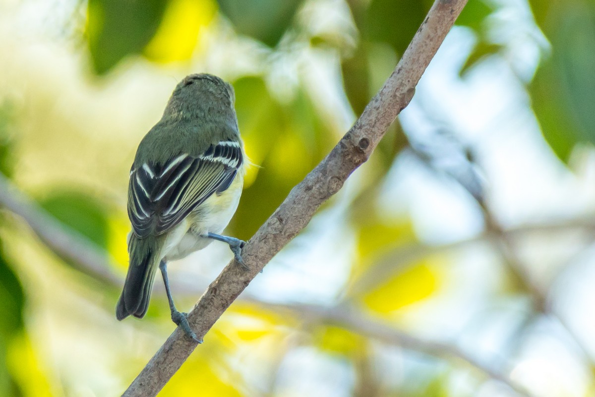 White-eyed Vireo - Kyle Blaney