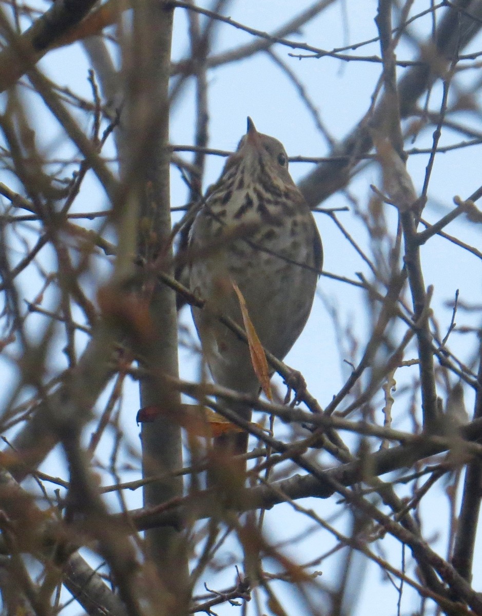 Hermit Thrush (guttatus Group) - ML84627361