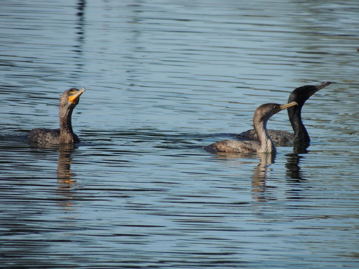 Cormoran à aigrettes - ML84628661