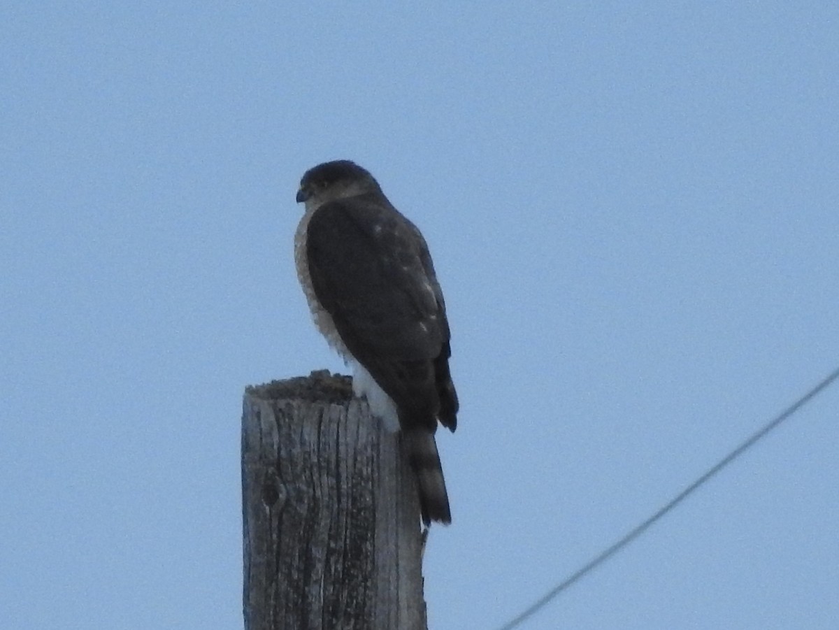 Sharp-shinned Hawk - Shane Sater