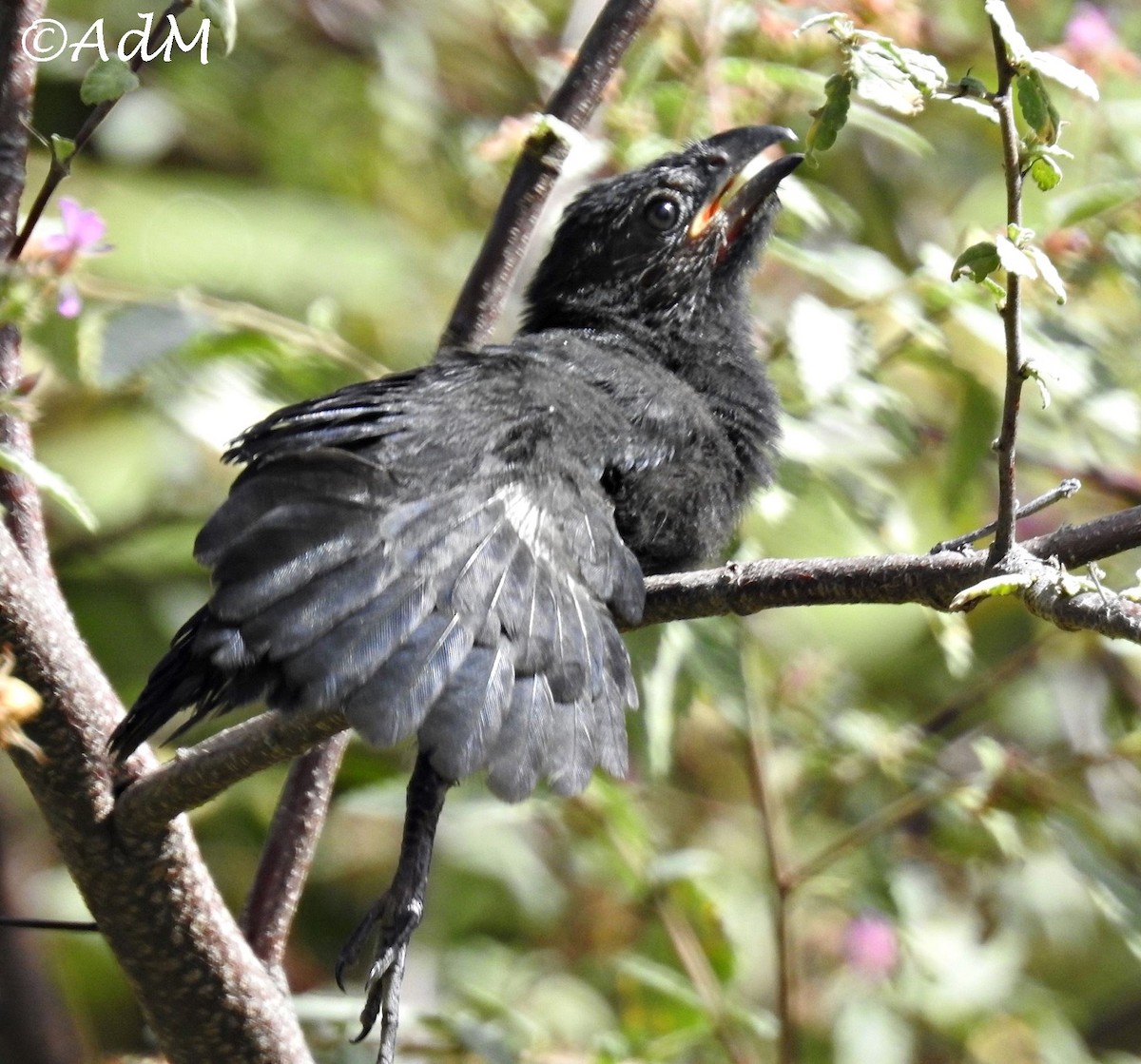 Groove-billed Ani - Anita de Moulin