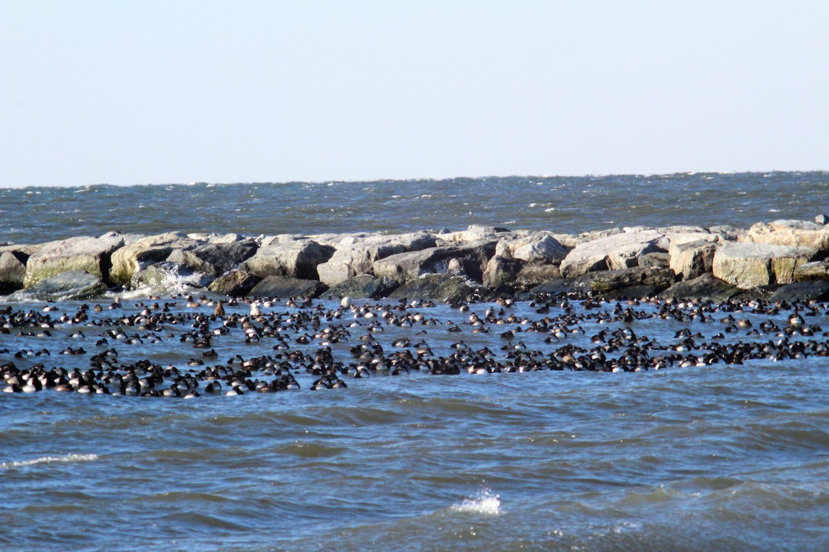 Greater Scaup - ML84630991