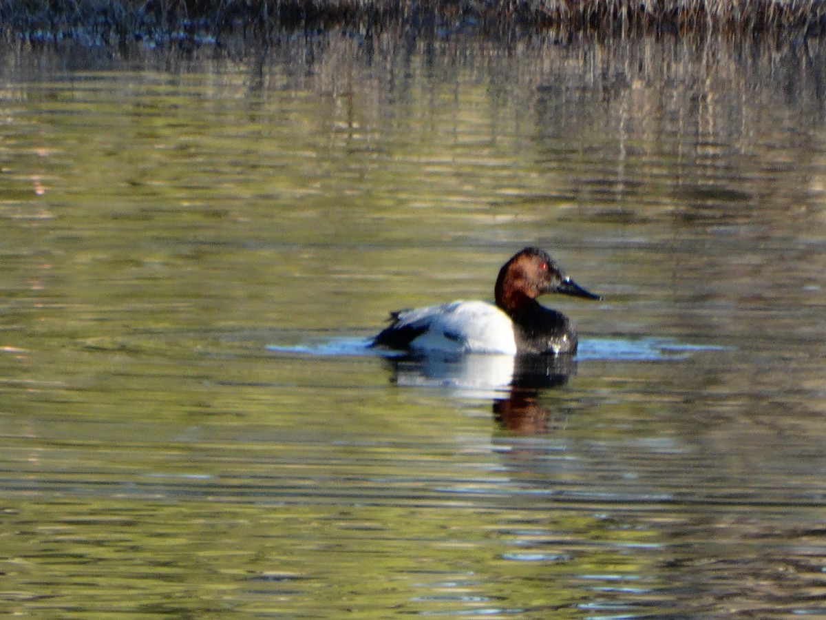 Canvasback - Janine McCabe