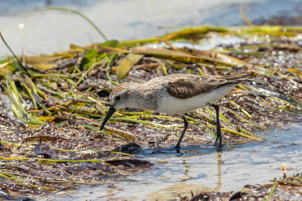 Western Sandpiper - Kyle Blaney