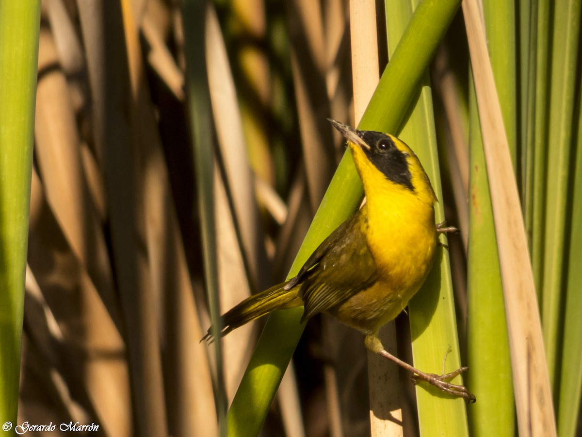 Belding's Yellowthroat - Gerardo Marrón