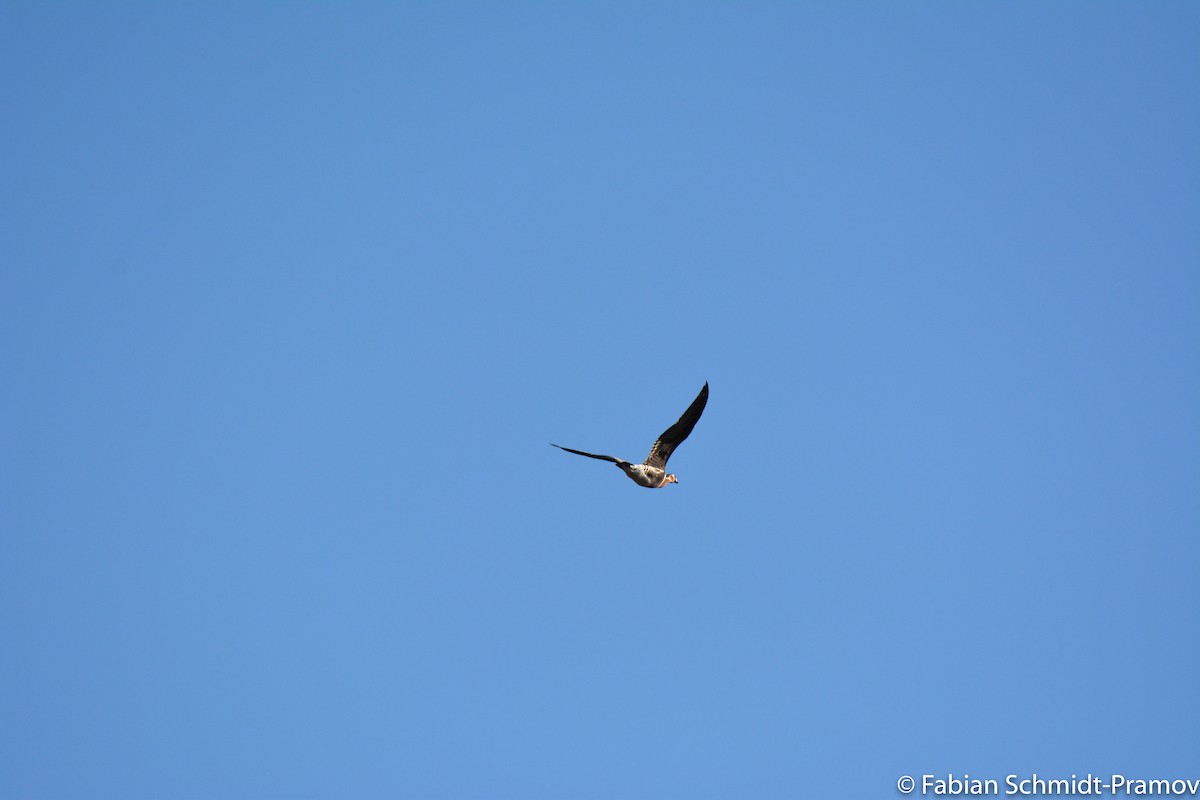 Red-breasted Goose - ML84633861