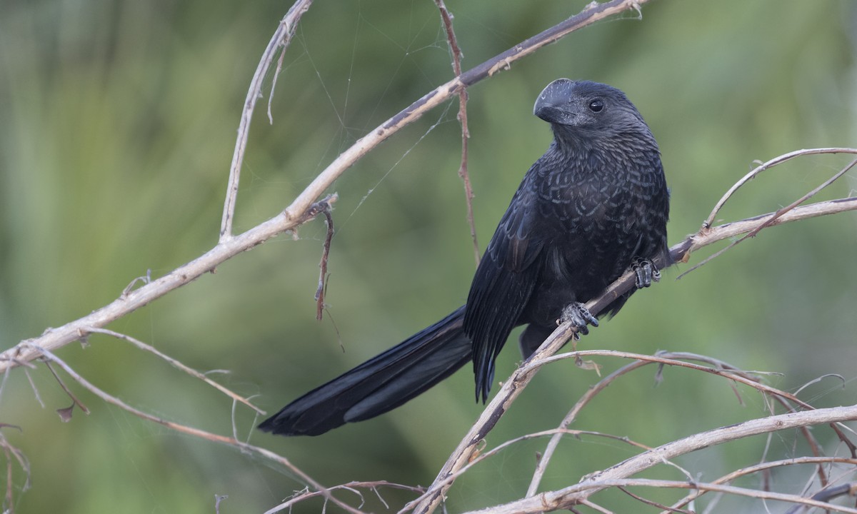 Smooth-billed Ani - ML84633901