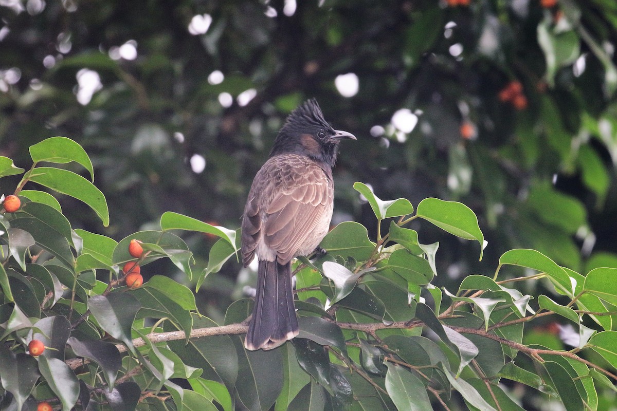 Red-vented Bulbul - ML84633941