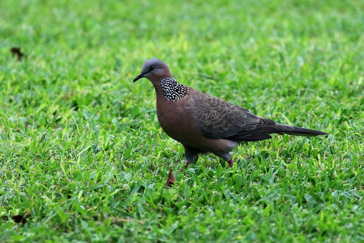 Spotted Dove - ML84634001