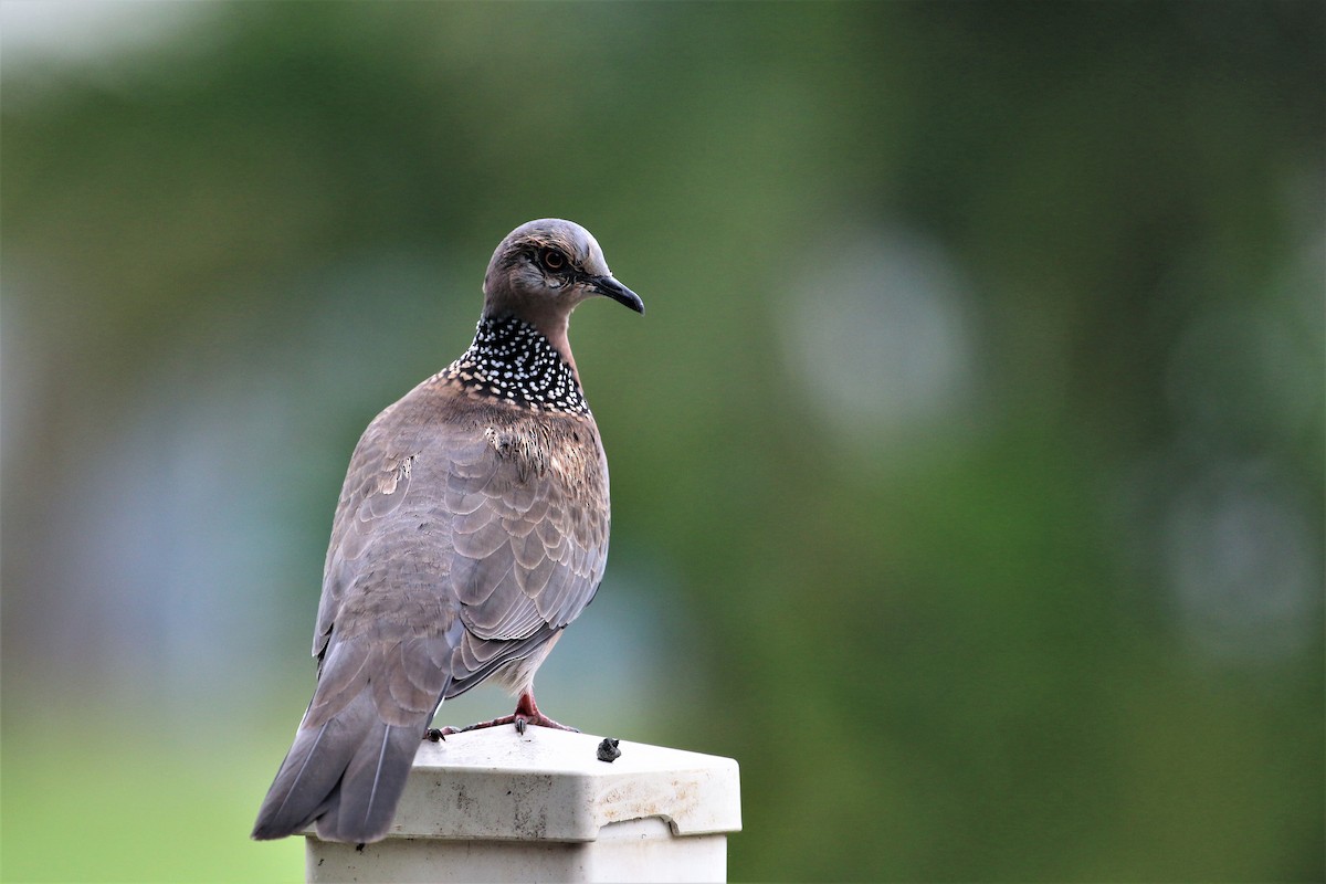 Spotted Dove - ML84634021