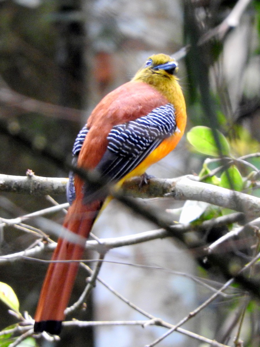 Orange-breasted Trogon - ML84634161