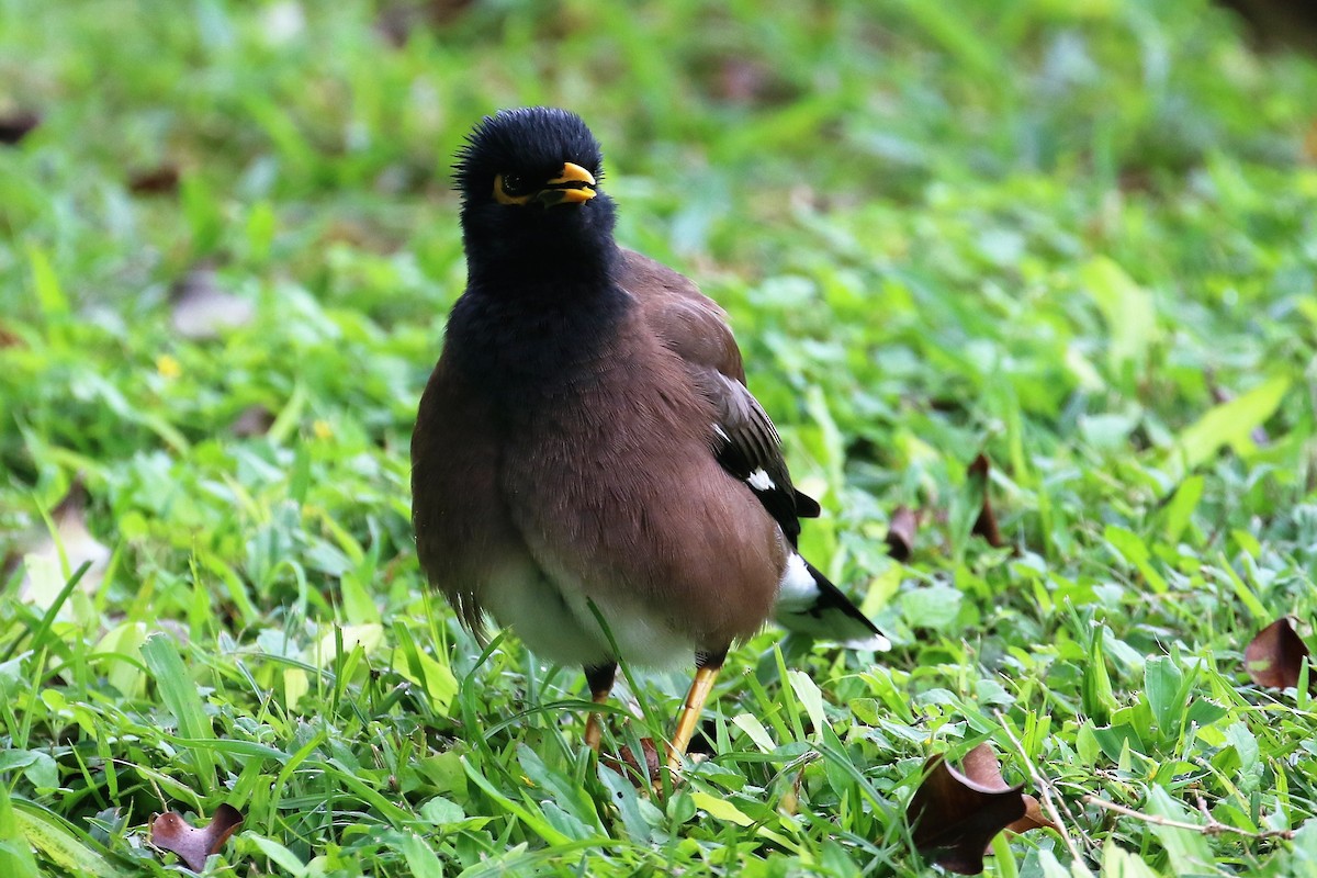 Common Myna - ML84634171