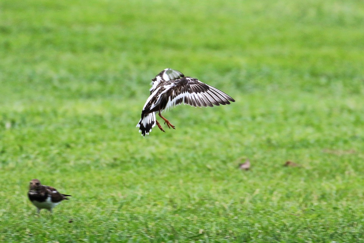 Ruddy Turnstone - Joshua Rudolph