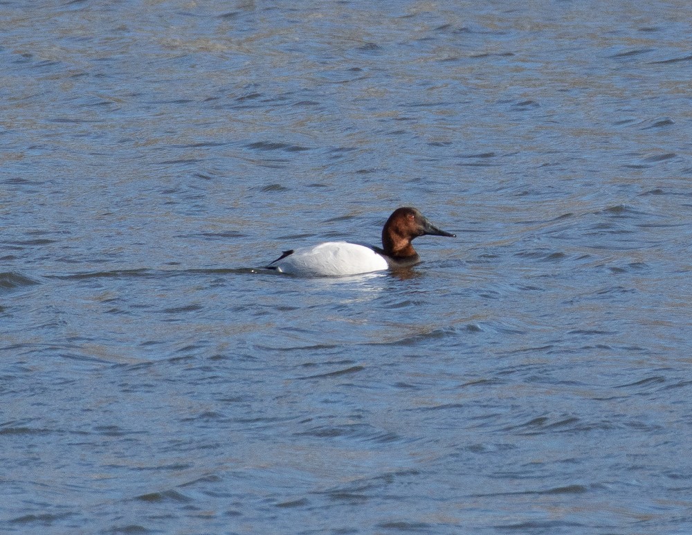 Canvasback - ML84635701