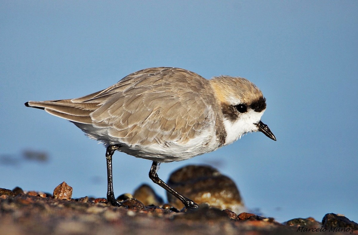 Puna Plover - ML84636051