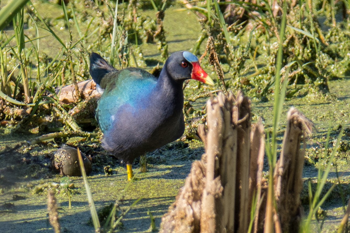 Purple Gallinule - ML84636941