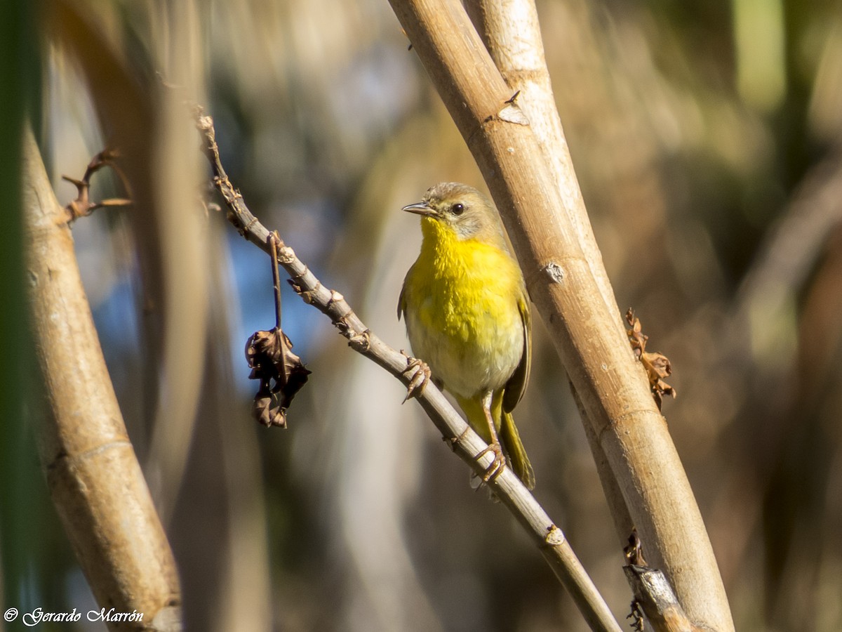 Belding's Yellowthroat - ML84637031