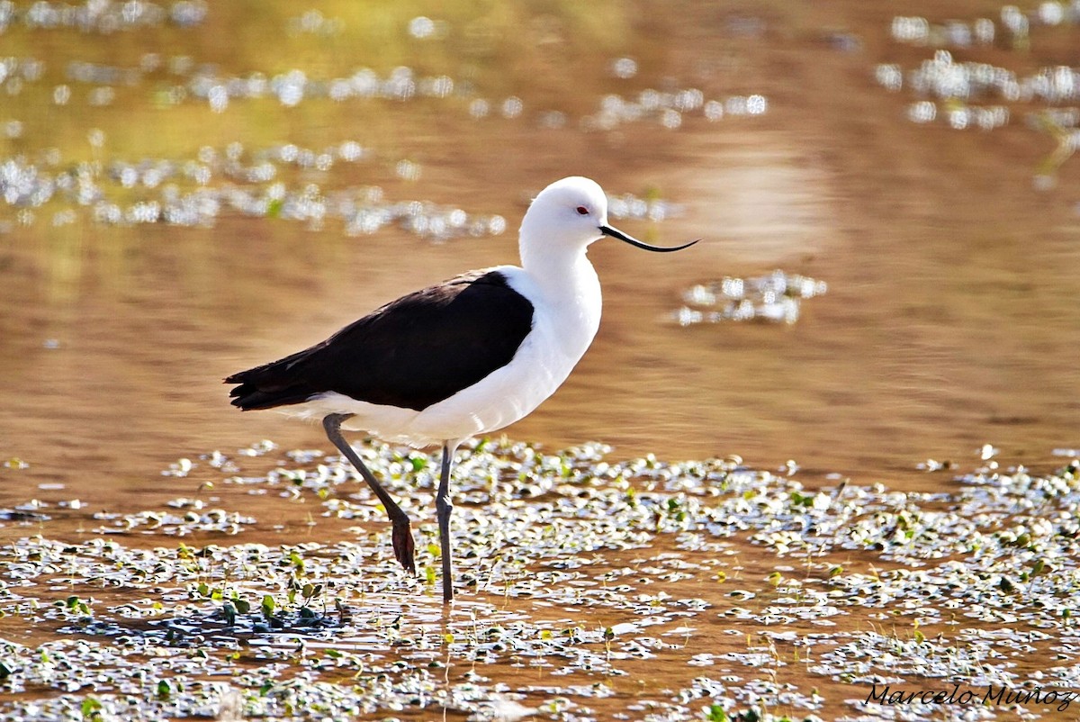 Andean Avocet - ML84637551