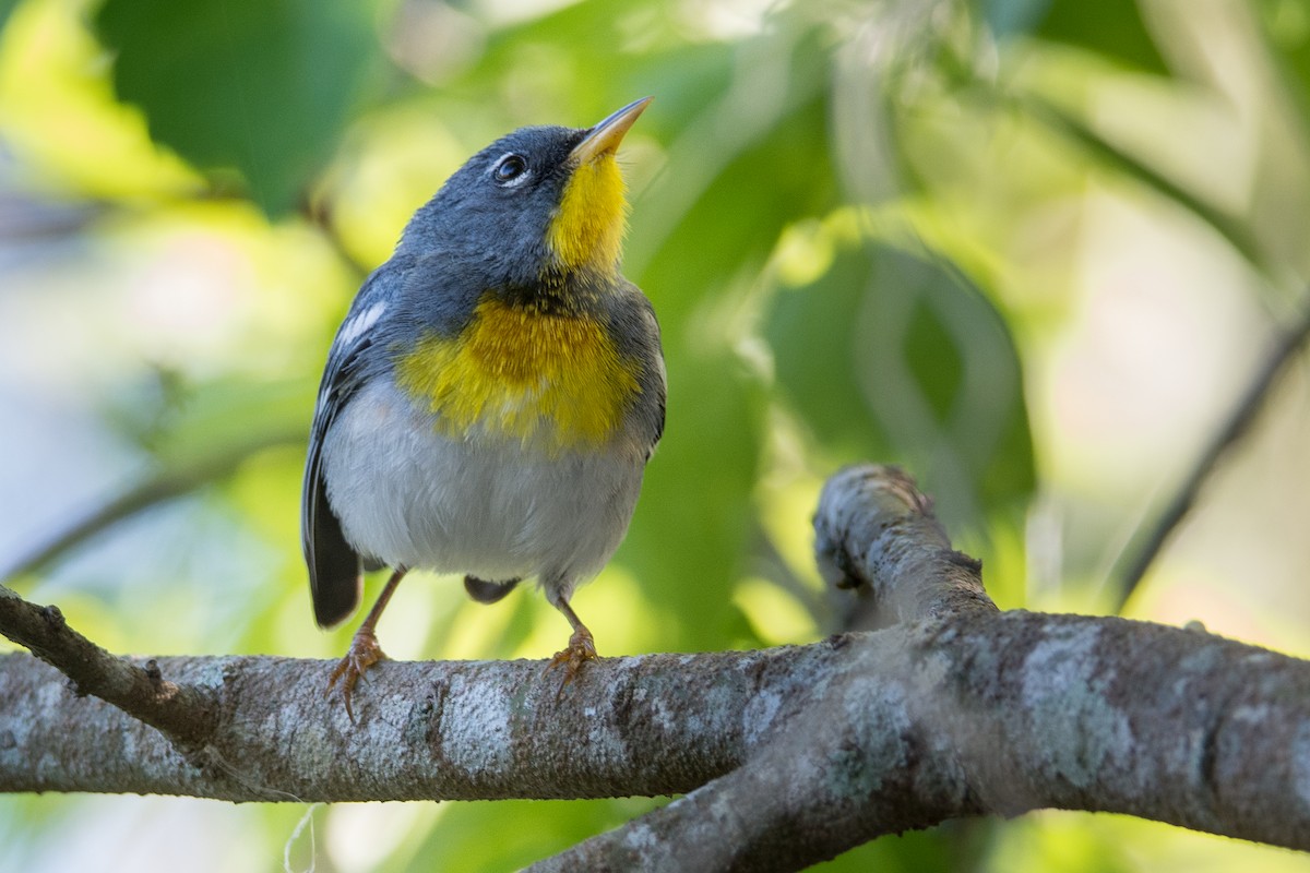 Northern Parula - Dan Lory