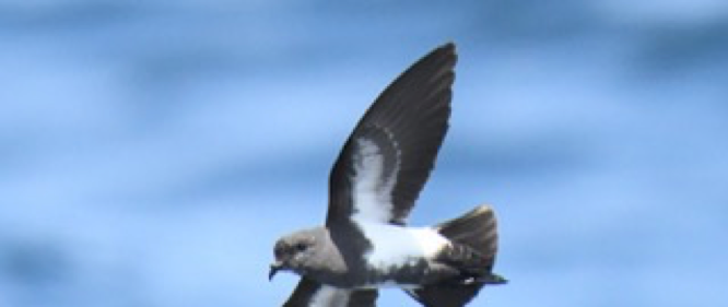 Black-bellied Storm-Petrel - ML84638221