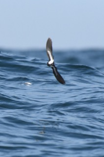 Black-bellied Storm-Petrel - ML84638231