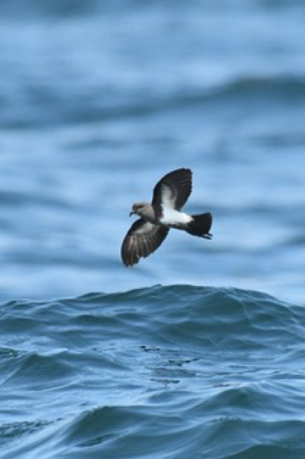 Black-bellied Storm-Petrel - ML84638241