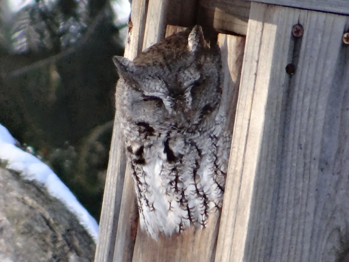 Eastern Screech-Owl - ML84638771