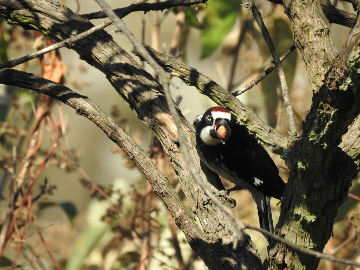 Acorn Woodpecker - Isain Contreras