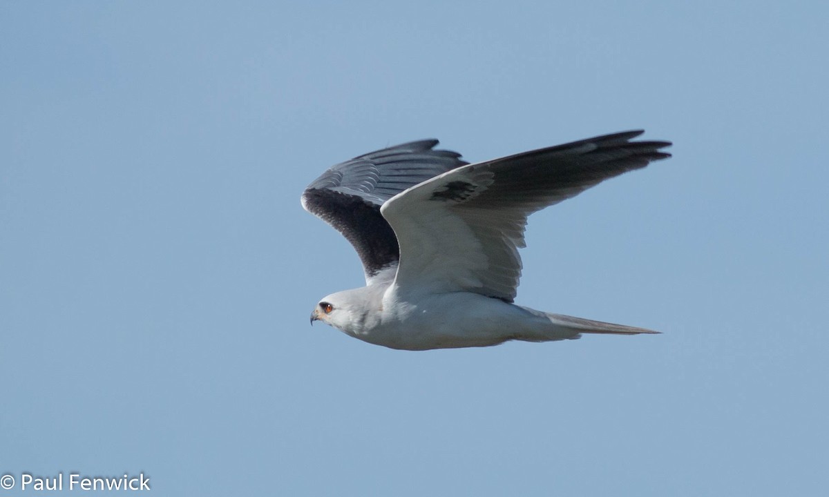 White-tailed Kite - Paul Fenwick