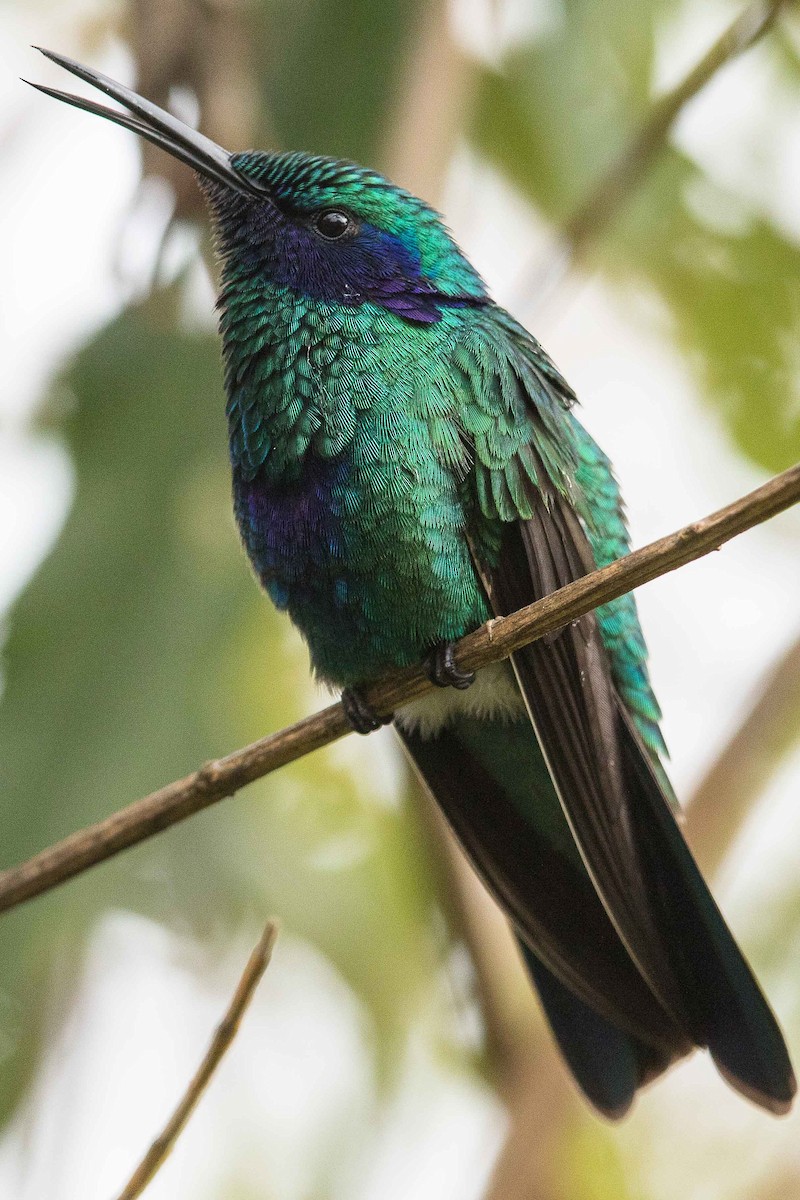 Colibrí Rutilante - ML84641041