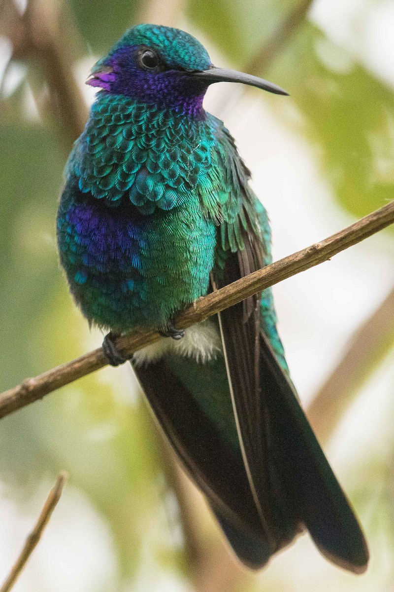 Colibrí Rutilante - ML84641221