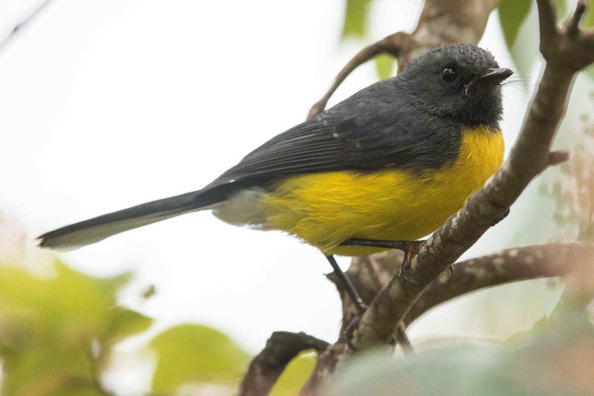 Slate-throated Redstart - ML84641921