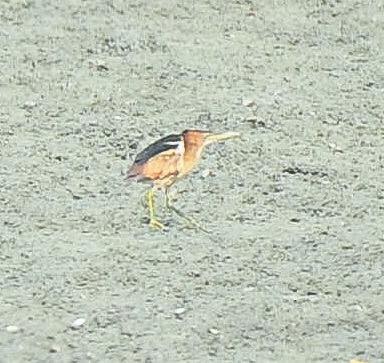 Least Bittern - ML84642321