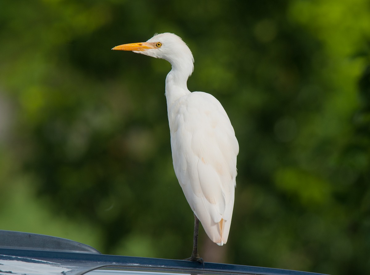 Western Cattle Egret - Wayne Fidler