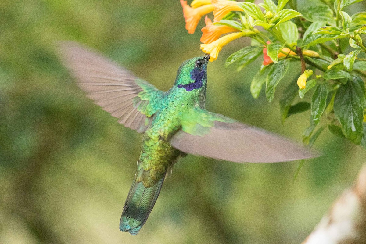 fiolørekolibri - ML84643611