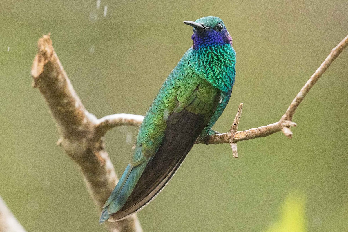 Colibrí Rutilante - ML84643861